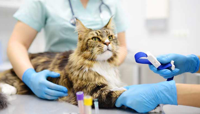 Viral mutation and transmission of FIP