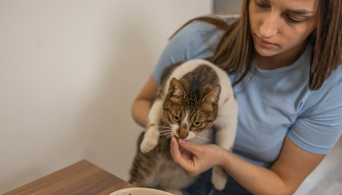 What Precautions Should Be Taken to Prevent FIP in Indoor Cats