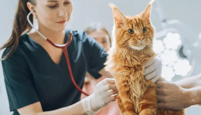 What to Do if a Cat Vomits During FIP Treatment