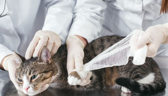 Treatment options for FIP