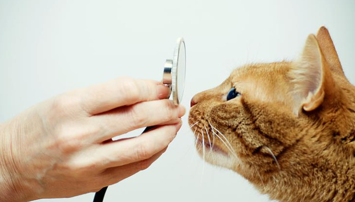 Comprehensive Treatment Regimens for FIP