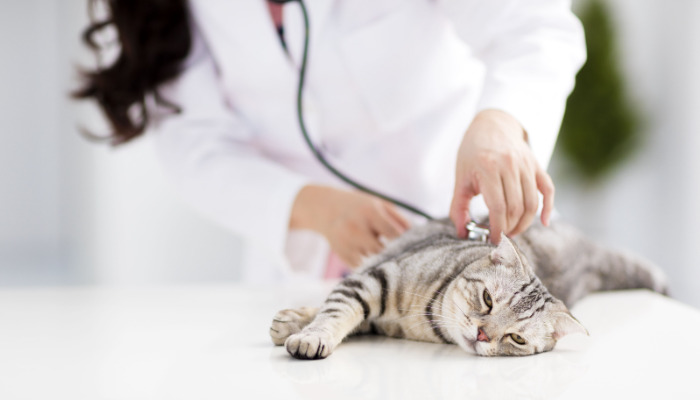 Preparing For A Veterinary Visit When FIP Is Suspected