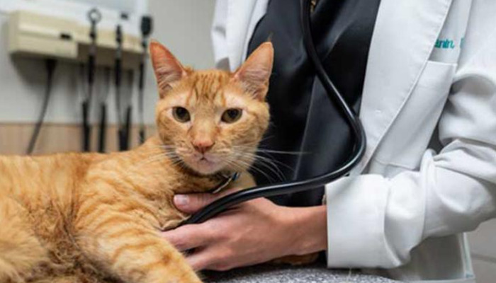 What is the success rate of treating wet FIP