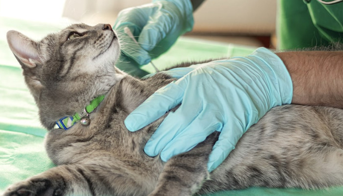 Why Completing the Full FIP Treatment Course Is Crucial