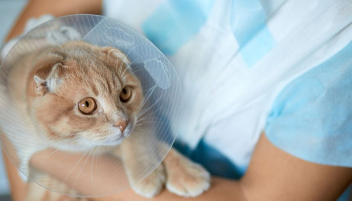 Cat Losing Weight From FIP