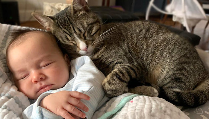 Symptoms of Early, Middle, and Late Stage FIP