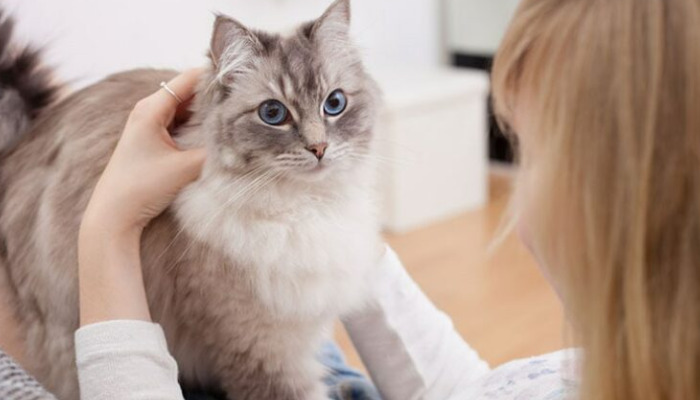 Is Diet Related to the Risk of FIP in Cats