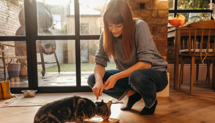 How Long Should a Cat Be Observed Before