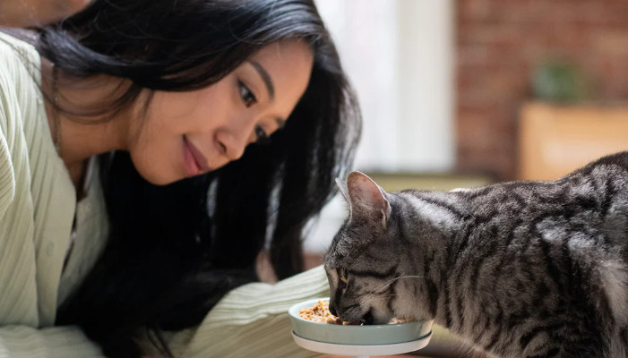 How Much Does a Full Course of FIP Treatment Cost