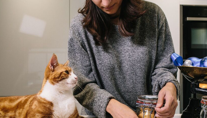 Cat Losing Weight but Belly Getting Bigger — Is It FIP