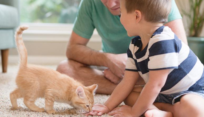 Is it likely that a cat will get FIP