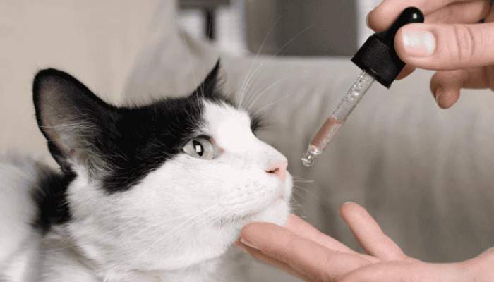 Does Age Affect the Accuracy of FIP Diagnosis