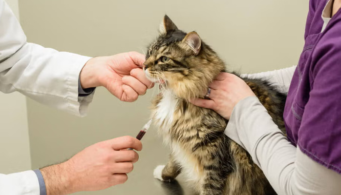 Oral FIP Treatment For Senior Cats