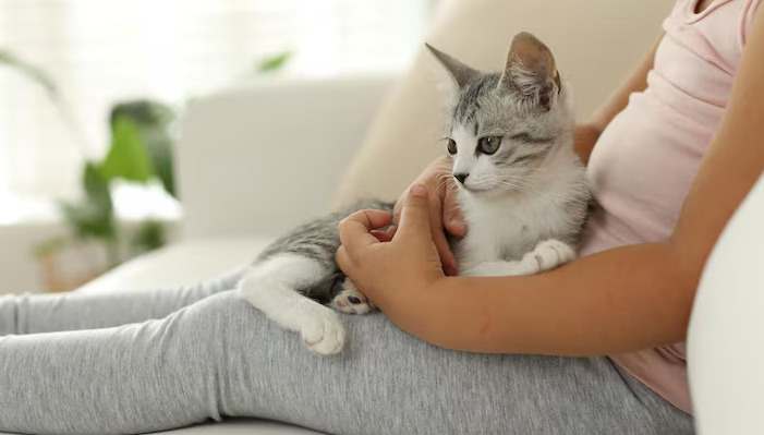 Are Kittens More Vulnerable to FIP Than Adult Cats