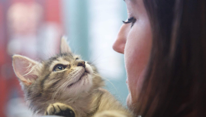 Can FIP Present Differently in Adult Cats