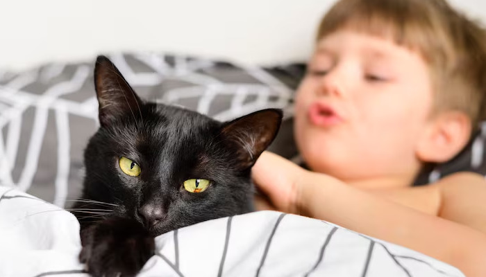 Building A Recovery Plan For A Cat With FIP