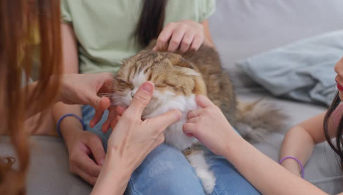 What Are the Early Signs of FIP in Cats