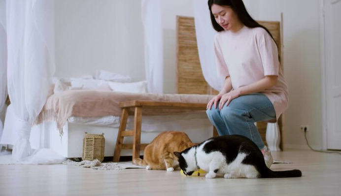 What to Do If a Cat Vomits After Taking FIP Medication