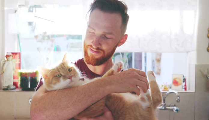 FIP In Rescue Cats Risk Factors And Prevention