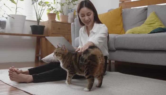 Sudden Weight Loss in Cats — When to Suspect FIP