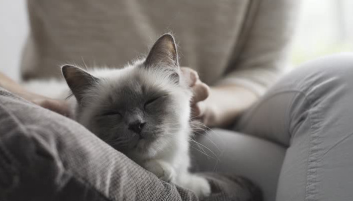 Are Cats With Weaker Immune Systems More Prone to FIP