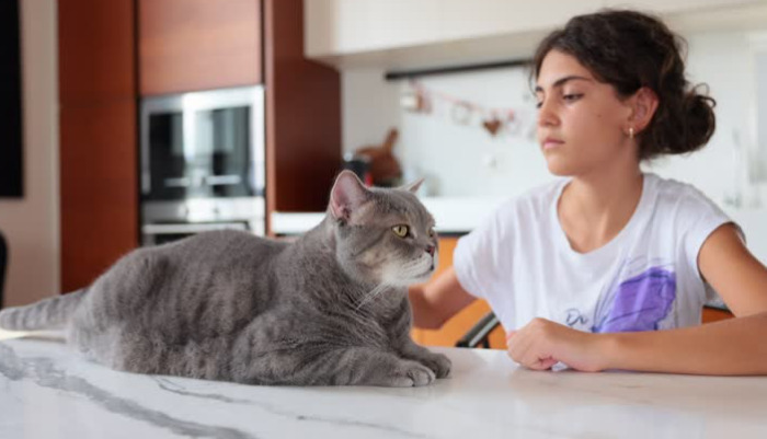 Ultimate Guide To Oral FIP Treatment For Cats