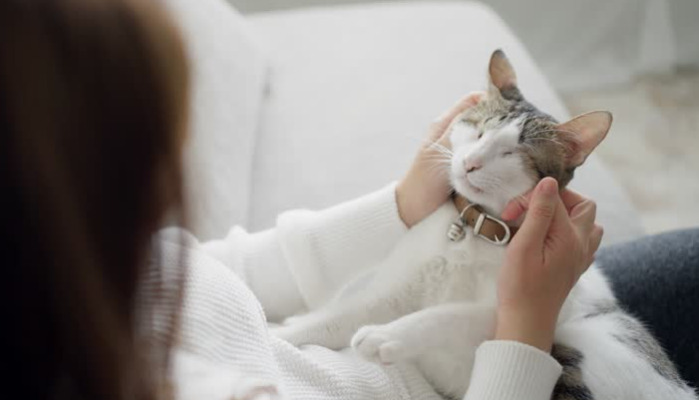 oral treatment options for feline FIP