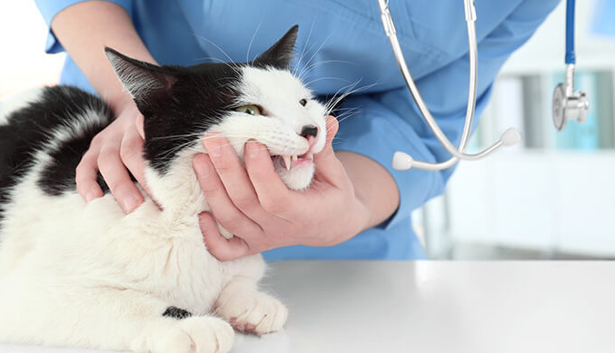 Is Aspiration of Abdominal Fluid Harmful to Cats