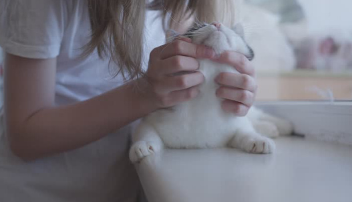 How to prevent FIP in cats