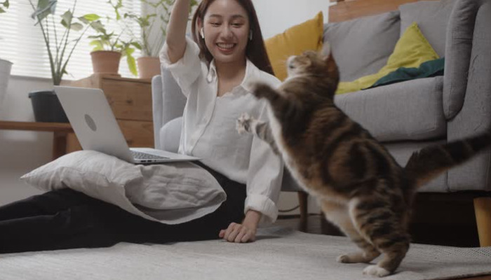 What Is the Chance of FIP Healing Spontaneously