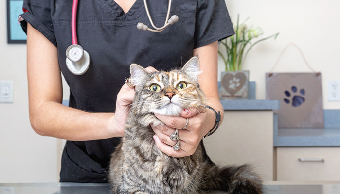 Are Early FIP Symptoms Easy to Overlook