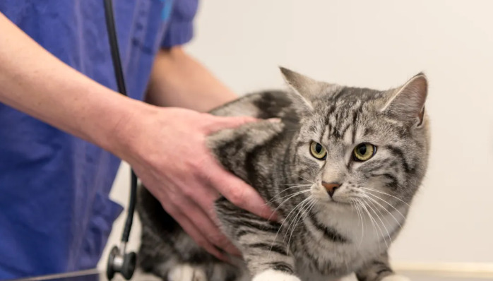 Side Effects of FIP Vaccine