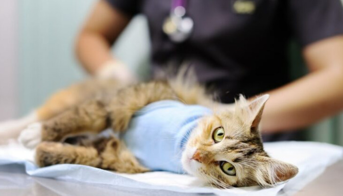 What should I do if my kitten gets FIP