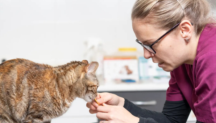 Should FIP Medication Be Stopped if Diarrhea Occurs