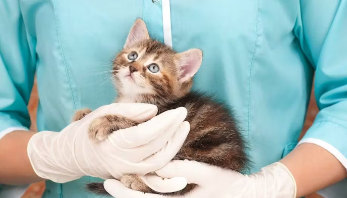 Is Abdominal Fluid Aspiration Required for FIP Diagnosis