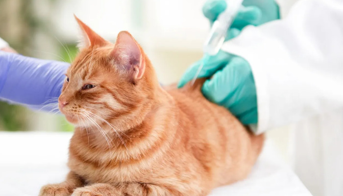Is FIP Medication Effective in Adult Cats