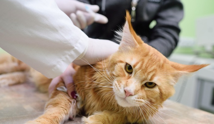 Should Cats With FIP Take Vitamin Supplements