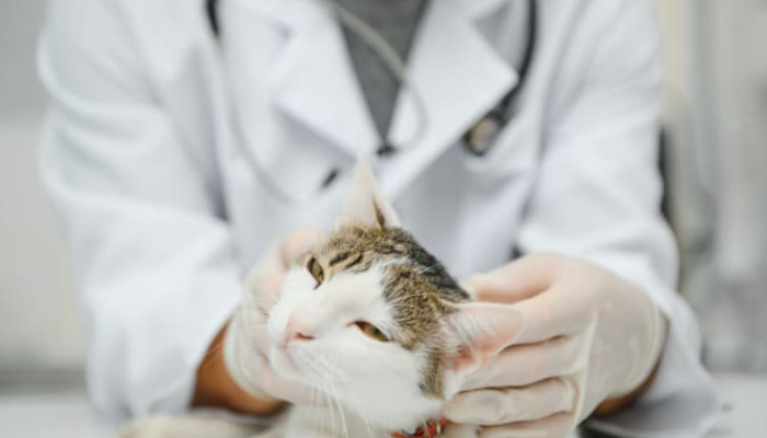 What Should Every Cat Owner Know About FIP Prevention