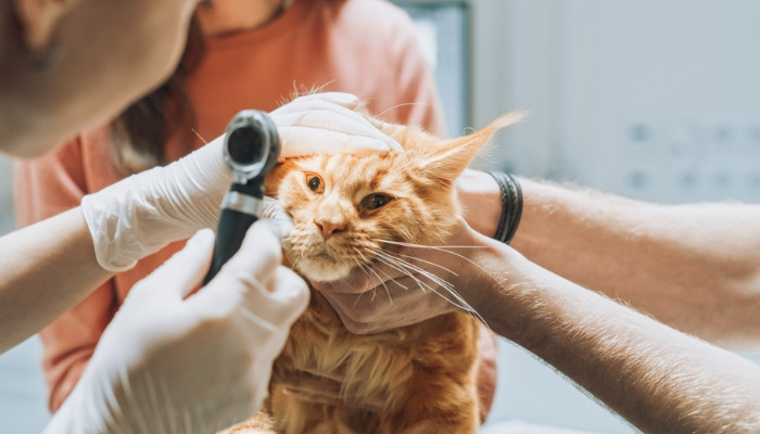 Can Kittens Recover From FIP
