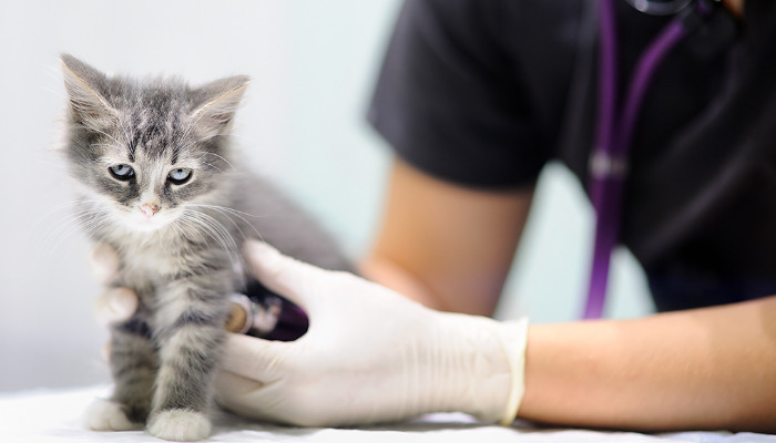 Do Cats Carry the Virus After Being Cured of FIP