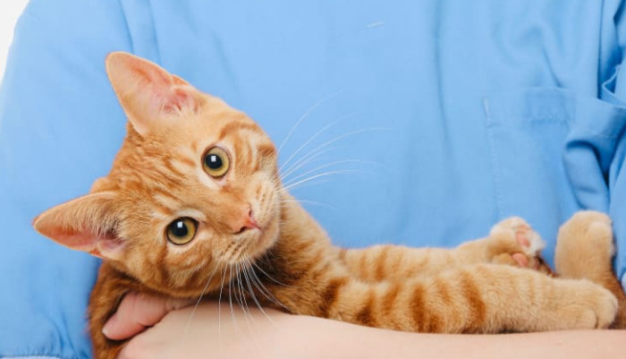 Cleaning And Disinfection Tips After FIP