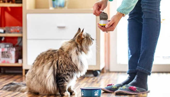 Is Liver Support Needed During FIP Medication Treatment