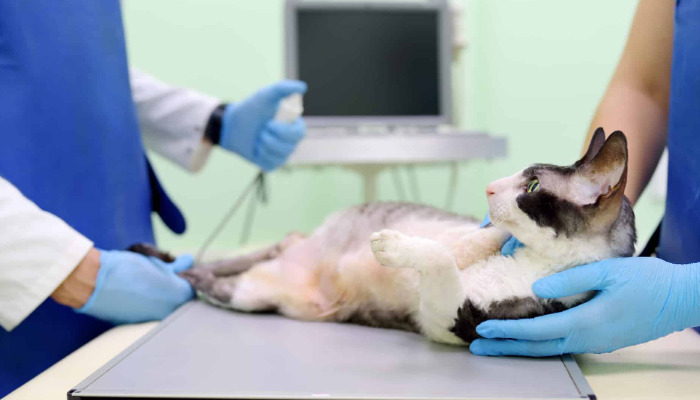 Can Cats Live Normally in Early FIP Stages