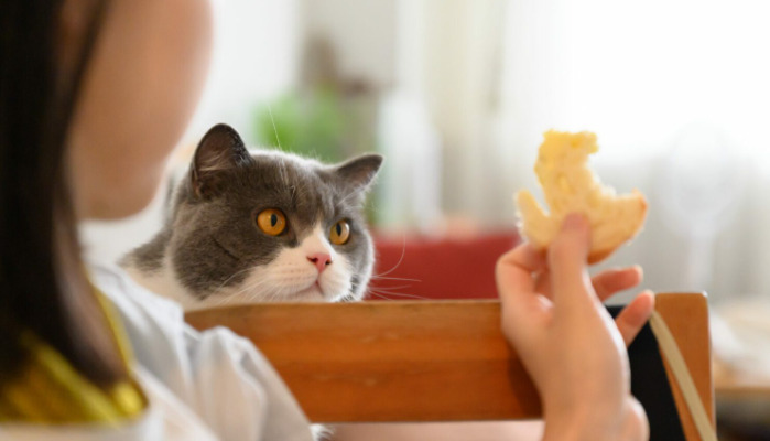 Do FIP Symptoms Appear Suddenly or Gradually