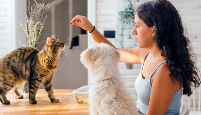 FIP treatment for cats with seizures