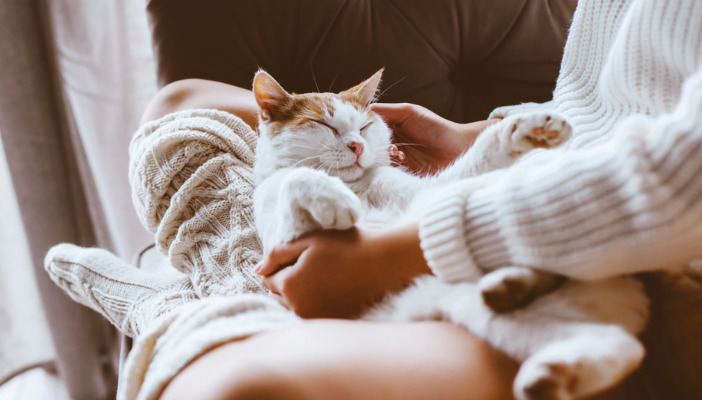 Can Stress Increase the Risk of FIP in Cats