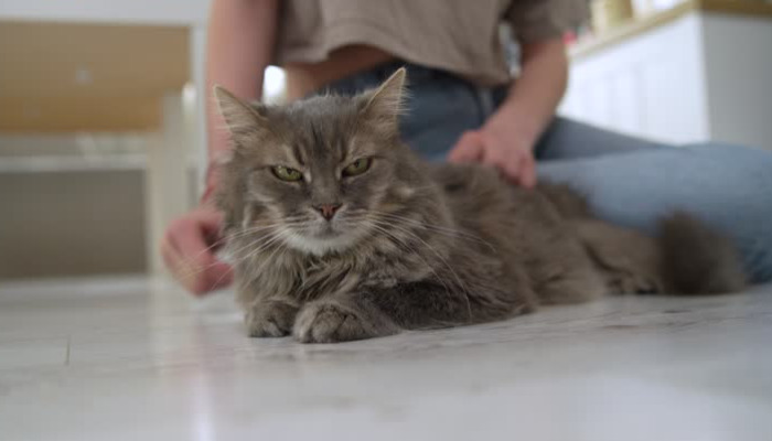 FIP Treatment Success Rate