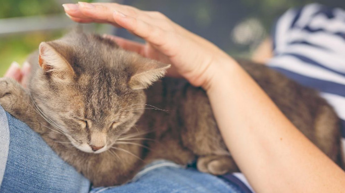 Ascites symptoms caused by feline infectious peritonitis (FIP)