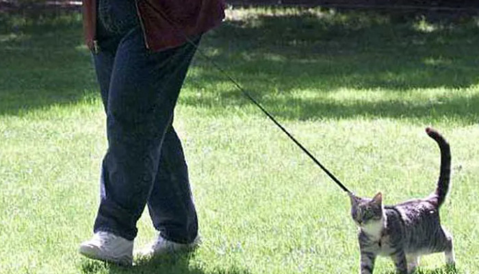 Can FIP Be Treated with Antibiotics