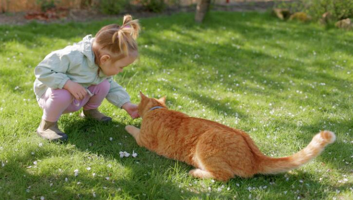 Characteristics of FIP symptoms